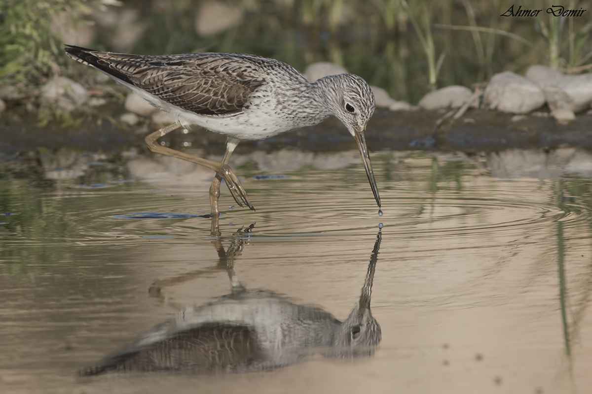 Common Greenshank